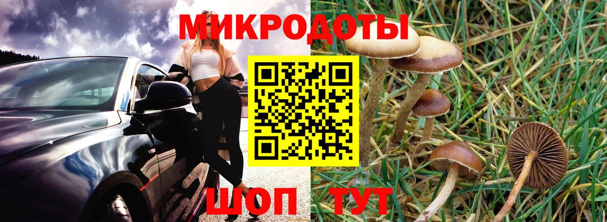 Псилоцибиновые грибы Psilocybine cubensis Шадринск