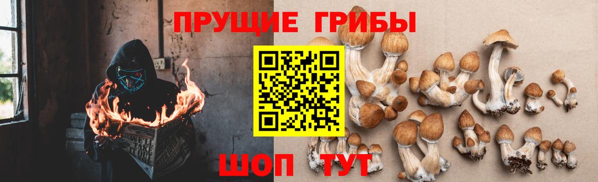 Шадринск  Псилоцибиновые грибы Magic Shrooms  Вход с VPN  Псилоцибиновые грибы прущие грибы 